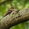 Lelek indomalajsky - Caprimulgus macrurus - Large-tailed Nightjar o0273